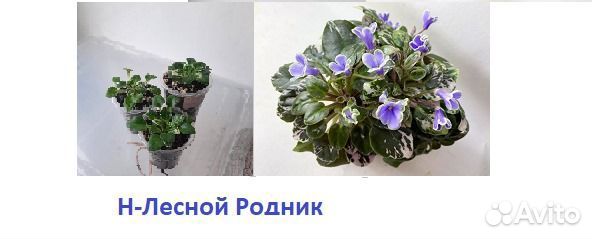 Детки сортовых фиалок