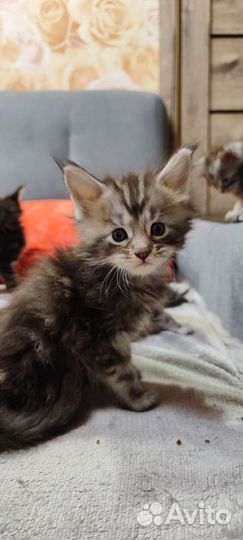 Котята мейн-кун