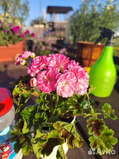 Мини гераньки сортовые