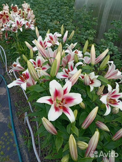 Цветы тюльпаны луковицы