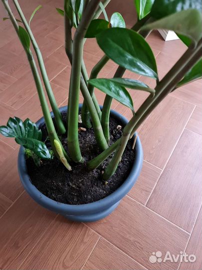 Замиокулькас. долларовое дерево