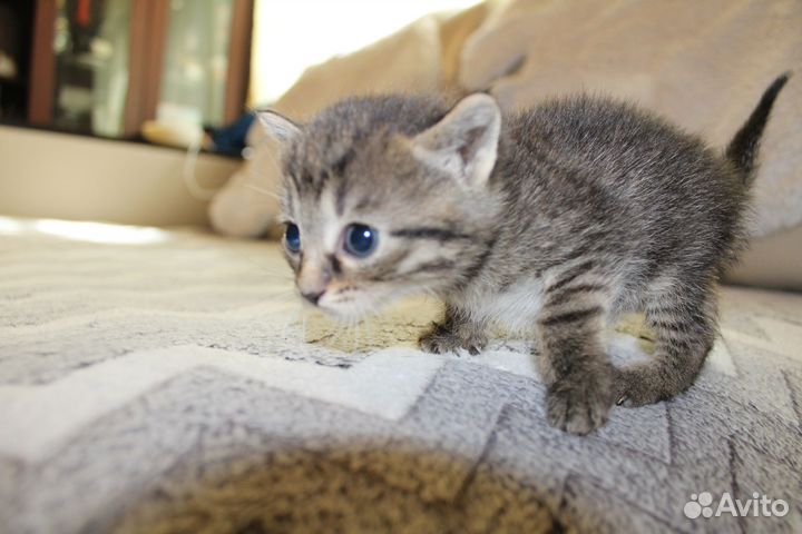 Котята 3 мальчика 1 девочка, родились 03.04.2024