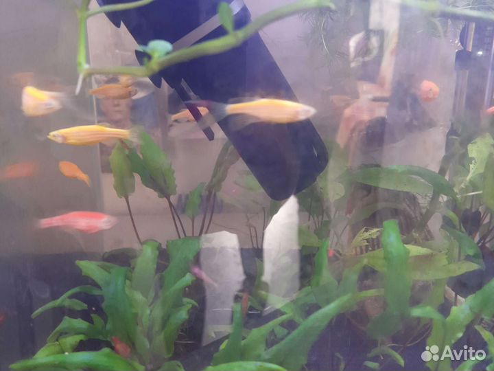 Аквариум с рыбками