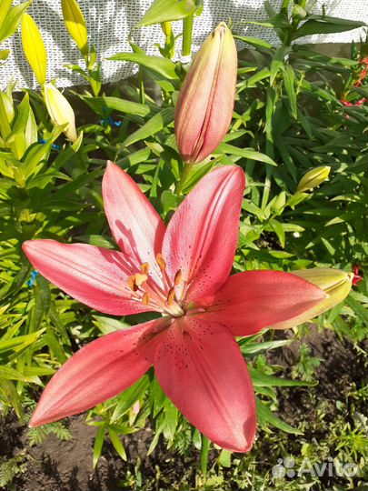 Луковицы сортовых лилий