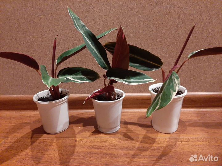 Калатея Строманта Триколор