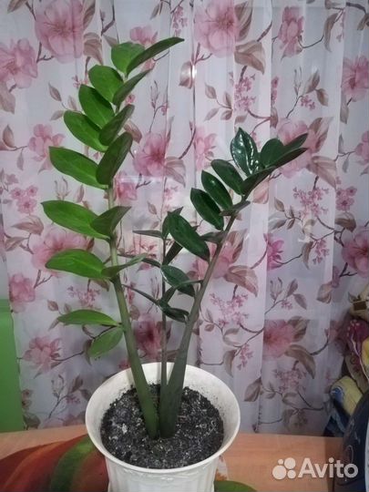 Замиокулькас