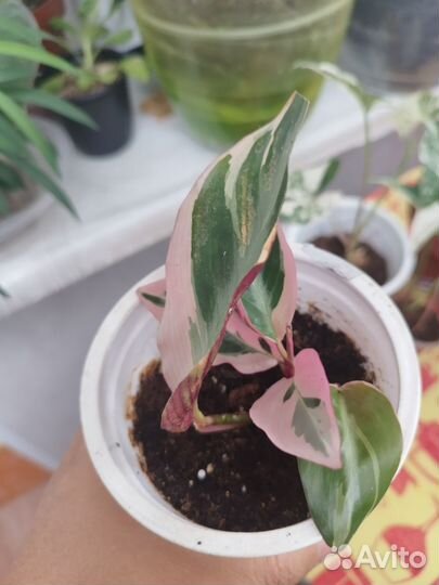 Строманта триколор