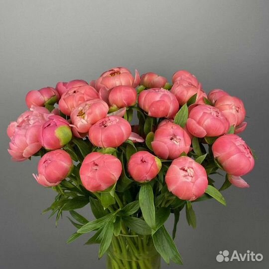 Пионы Корал premium