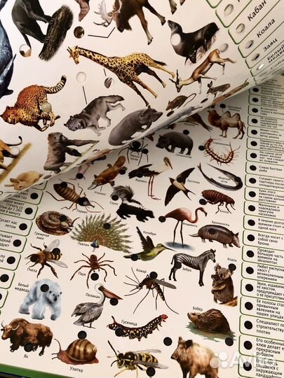 Электровикторина Educa «Животный мир»