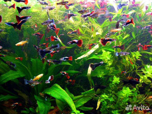 Гуппи и водоросли