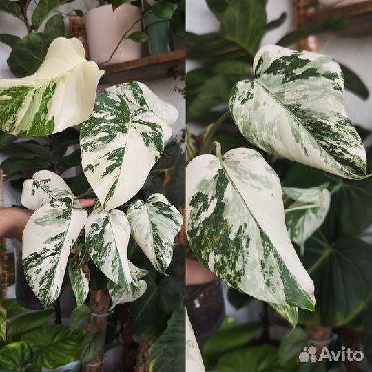 Комнатные растения ч.7