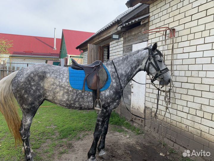 Орловская кобыла