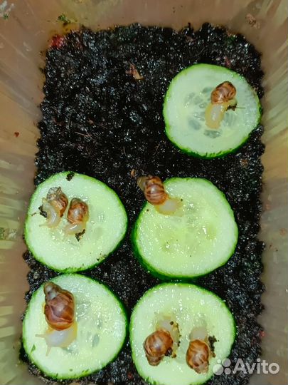 Ахатинская улитка