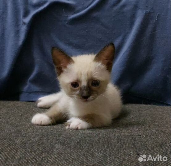 Котята ищут дом