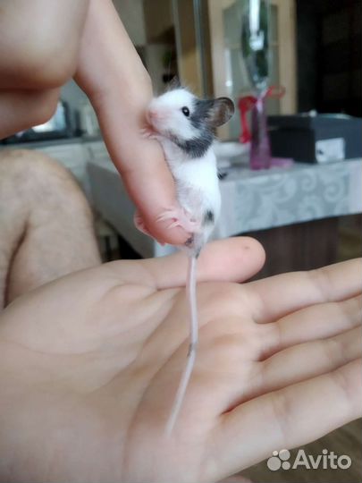 Японская мышь