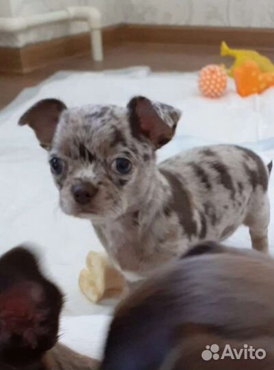 Мраморная красотка