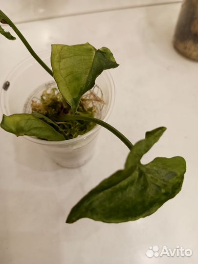 Излишки раснений