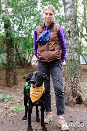 Собаки бесплатно