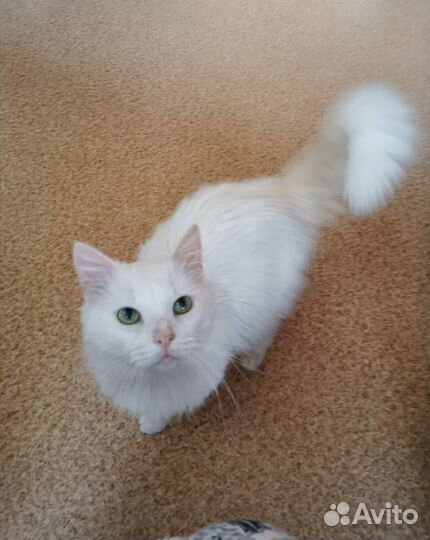 Леончик ищет дом