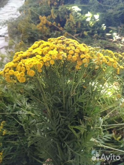 Пижма лекарственная