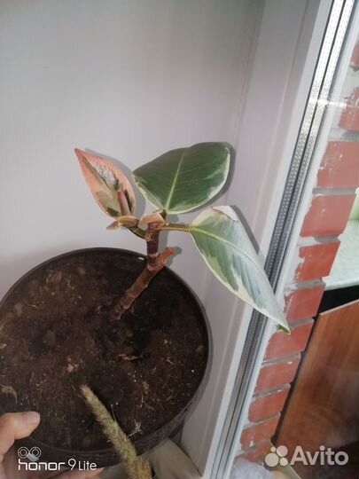 Фикус эластика тинеке,давно Укоренен,вариегатный