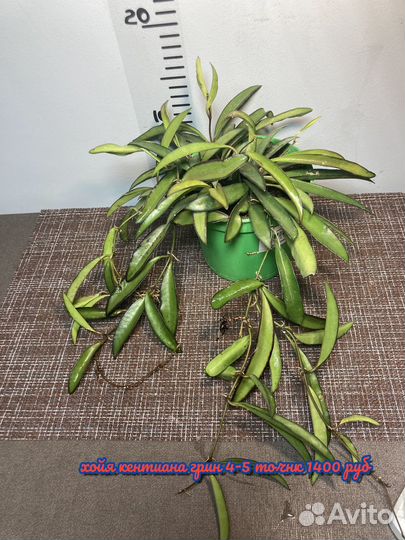 Взрослые хойи