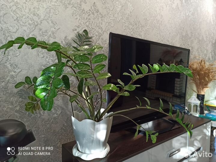 Замиакулькас, Сансивьерия, Фикус, Панданус