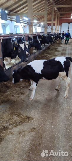 Телята бычки