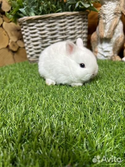 Мини карликовые декоративные привитые кролики