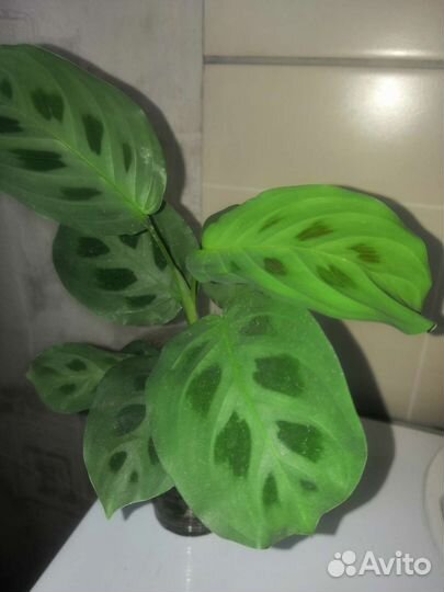 Аспарагус и маранты