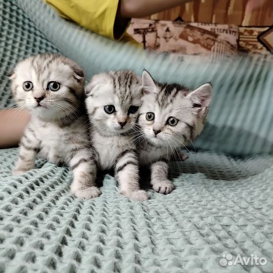 Шотландские котята