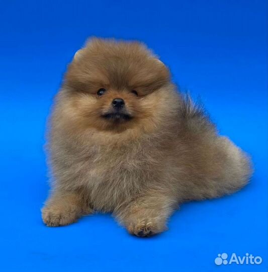 Шпиц девочка мини померанка.Доставка из Челябинска