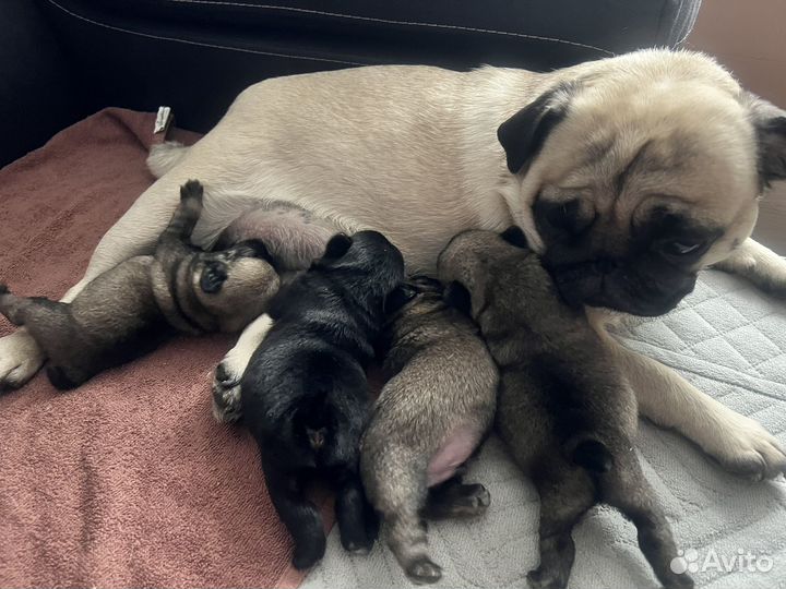 Продажа щенков мопс