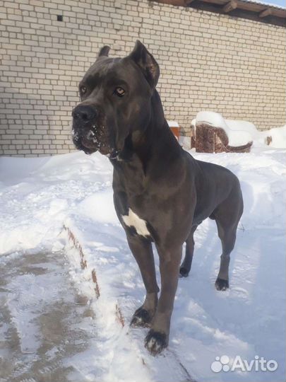 Кане Корсо вязка