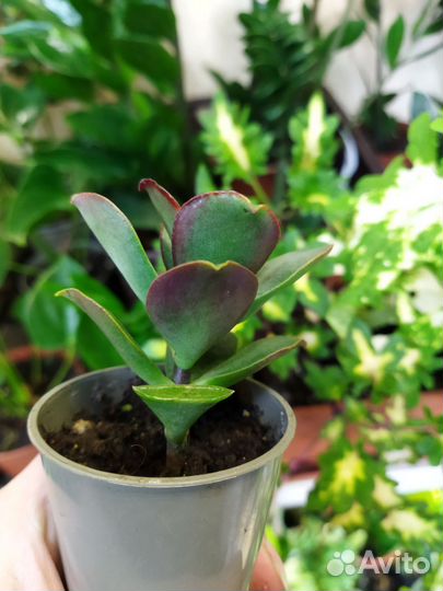 Крассулы вар. Минор и др