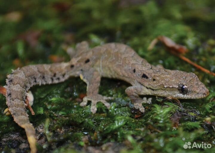 Траурный геккон.(Lepidodactylus lugubris)