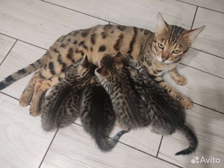 Бенгальские котята