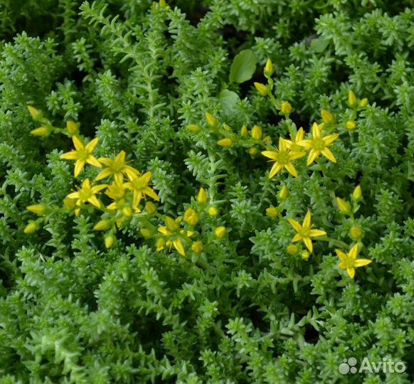 Сортовые очитки