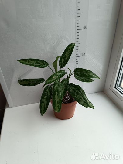 Аглаонема, фикус, дифенбахия