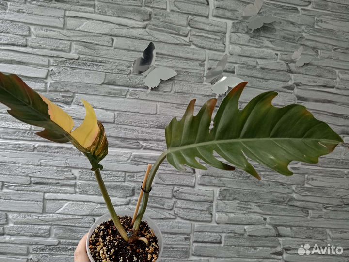 Филодендрон карамель марбл вар