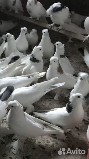 Голуби бойные армянские ленинаканские