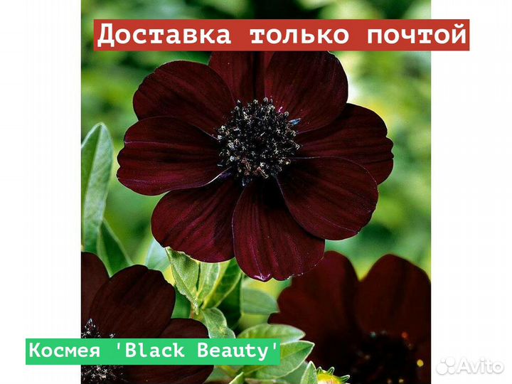 Космея Black Beauty