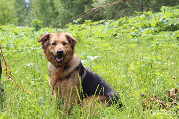 Самая лучшая собака в добрые руки