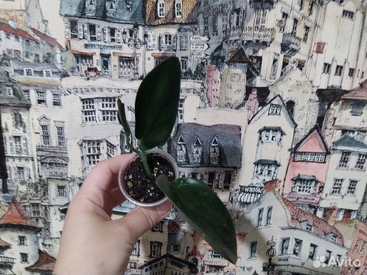 Сциндапсус Дарк форм (dark form)