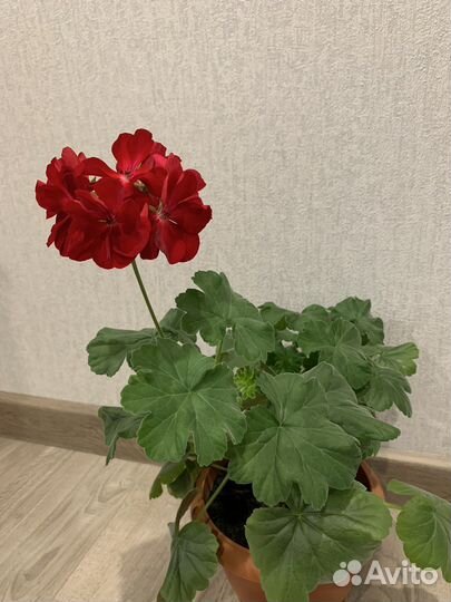 Пеларгония герань укорененный черенок