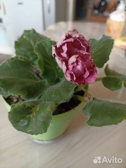 Фиалка,фото от 10.05.24