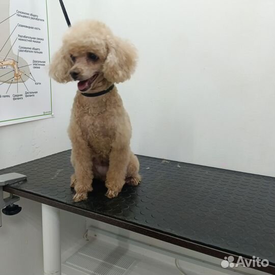 Груминг собак