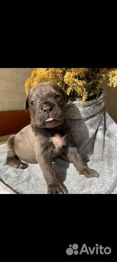 Щенки итальянского кане корсо