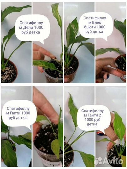 Спатифиллум