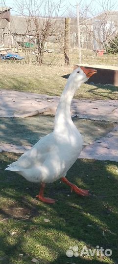 Продаю гусей